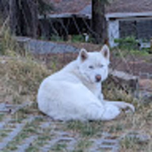 Meet your Posher, Robert